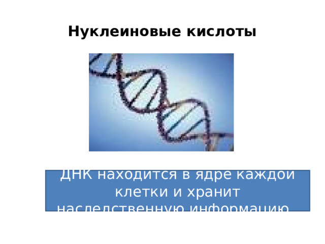Нуклеиновые кислоты ДНК находится в ядре каждой клетки и хранит наследственную информацию. 
