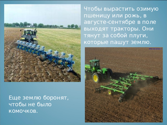 Чтобы вырастить озимую пшеницу или рожь, в августе-сентябре в поле выходят тракторы. Они тянут за собой плуги, которые пашут землю. Еще землю боронят, чтобы не было комочков. 