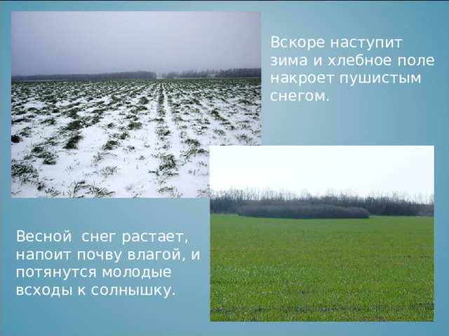 Вскоре наступит зима и хлебное поле накроет пушистым снегом. Весной снег растает, напоит почву влагой, и потянутся молодые всходы к солнышку. 