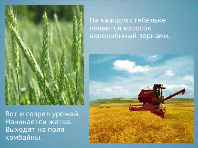 На каждом стебельке появится колосок наполненный зернами. Вот и созрел урожай. Начинается жатва. Выходят на поля комбайны. 