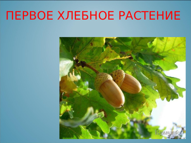 ПЕРВОЕ ХЛЕБНОЕ РАСТЕНИЕ 