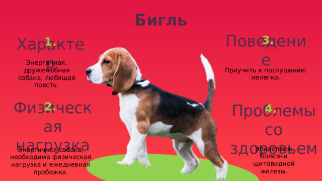 Бигль 3. 1. Поведение Характер Приучить к послушанию нелегко. Энергичная, дружелюбная собака, любящая поесть. 2. 4. Физическая нагрузка Проблемы со здоровьем Энергичная собака, необходима физическая нагрузка и ежедневная пробежка. Эпилепсия; болезни щитовидной железы. 