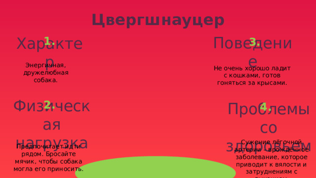 Цвергшнауцер 1. 3. Поведение Характер Энергичная, дружелюбная собака. Не очень хорошо ладит с кошками, готов гоняться за крысами. 2. 4. Физическая нагрузка Проблемы со здоровьем Предпочитает идти рядом. Бросайте мячик, чтобы собака могла его приносить. Сужение лёгочной артерии – врождённое заболевание, которое приводит к вялости и затруднениям с дыханием. 