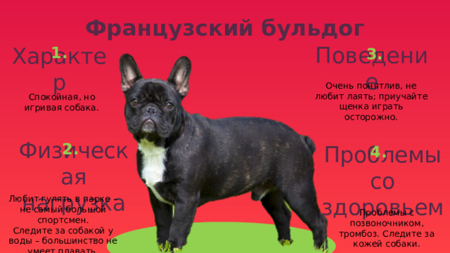 Французский бульдог 1. 3. Поведение Характер Очень понятлив, не любит лаять; приучайте щенка играть осторожно. Спокойная, но игривая собака. 2. 4. Физическая нагрузка Проблемы со здоровьем Любит гулять в парке – не самый большой спортсмен. Следите за собакой у воды – большинство не умеет плавать. Проблемы с позвоночником, тромбоз. Следите за кожей собаки. 