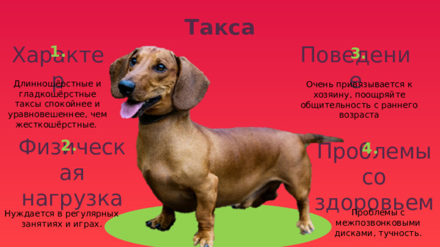 Такса 1. 3. Характер Поведение Очень привязывается к хозяину, поощряйте общительность с раннего возраста Длинношёрстные и гладкошёрстные таксы спокойнее и уравновешеннее, чем жесткошёрстные. 2. 4. Физическая нагрузка Проблемы со здоровьем Нуждается в регулярных занятиях и играх. Проблемы с межпозвонковыми дисками, тучность. 
