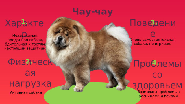 Чау-чау 1. 3. Поведение Характер Очень самостоятельная собака, не игривая. Независимая, преданная собака, бдительная к гостям, настоящий защитник. 2. 4. Физическая нагрузка Проблемы со здоровьем Активная собака Возможны проблемы с ресницами и веками. 