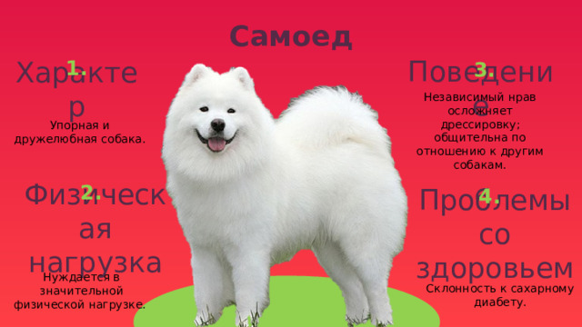 Самоед 1. 3. Поведение Характер Независимый нрав осложняет дрессировку; общительна по отношению к другим собакам. Упорная и дружелюбная собака. 2. 4. Физическая нагрузка Проблемы со здоровьем Нуждается в значительной физической нагрузке. Склонность к сахарному диабету. 