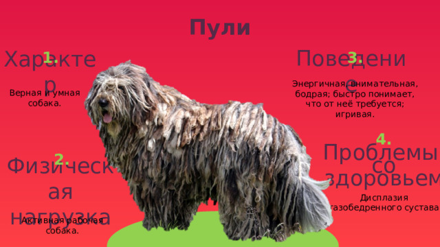 Пули 3. 1. Поведение Характер Верная и умная собака. Энергичная, внимательная, бодрая; быстро понимает, что от неё требуется; игривая. 4. 2. Проблемы  со  здоровьем Физическая нагрузка Дисплазия тазобедренного сустава Активная рабочая собака. 
