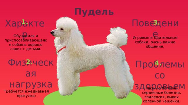 Пудель 1. 3. Поведение Характер Игривые и бдительные собаки; очень важно общение. Обучаемая и приспосабливающаяся собака; хорошо ладит с детьми. 2. 4. Физическая нагрузка Проблемы со здоровьем Требуется ежедневная прогулка; Глазные болезни, сердечные болезни, эпилепсия, вывих коленной чашечки. 