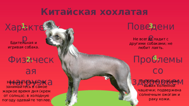 Китайская хохлатая 3. 1. Поведение Характер Не всегда ладит с другими собаками; не любит лаять. Бдительная и игривая собака. 4. 2. Проблемы со здоровьем Физическая нагрузка Незначительная. Не занимайтесь в самое жаркое время дня (крем от солнца); в холодную погоду одевайте теплее. Проблемы с зубами; вывих коленной чашечки; подвержена солнечным ожогам и раку кожи. 