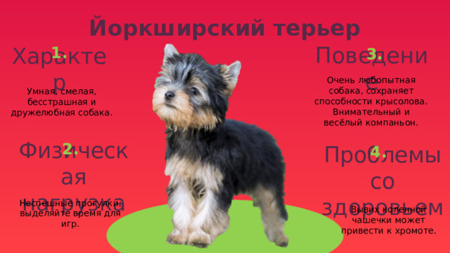 Йоркширский терьер 1. 3. Поведение Характер Очень любопытная собака, сохраняет способности крысолова. Внимательный и весёлый компаньон. Умная, смелая, бесстрашная и дружелюбная собака. 2. 4. Физическая нагрузка Проблемы со здоровьем Неспешные прогулки; выделяйте время для игр. Вывих коленной чашечки может привести к хромоте. 