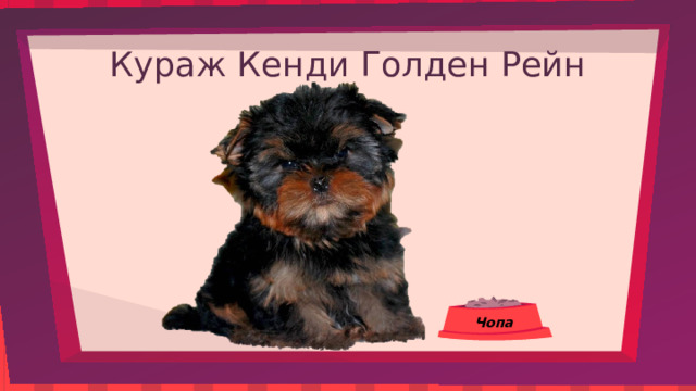 Кураж Кенди Голден Рейн Чопа 
