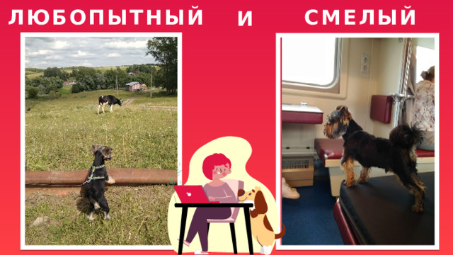 СМЕЛЫЙ ЛЮБОПЫТНЫЙ И 