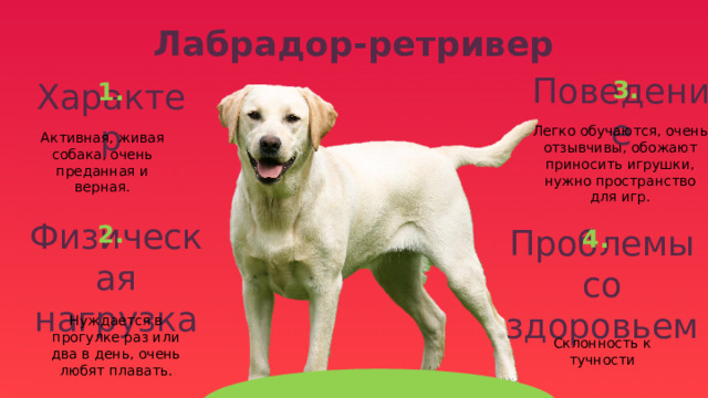 Лабрадор-ретривер 3. 1. Поведение Характер Активная, живая собака, очень преданная и верная. Легко обучаются, очень отзывчивы, обожают приносить игрушки, нужно пространство для игр. 2. 4. Физическая нагрузка Проблемы со здоровьем Нуждается в прогулке раз или два в день, очень любят плавать. Склонность к тучности 