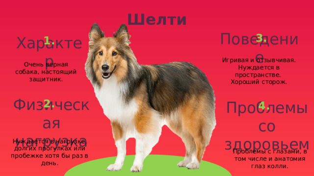 Шелти 3. 1. Поведение Характер Игривая и отзывчивая. Нуждается в пространстве. Хороший сторож. Очень верная собака, настоящий защитник. 2. 4. Физическая нагрузка Проблемы со здоровьем Нуждается в нагрузке, долгих прогулках или пробежке хотя бы раз в день. Проблемы с глазами, в том числе и анатомия глаз колли. 