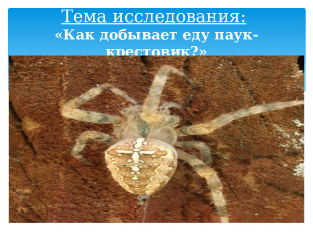     Тема исследования:   «Как добывает еду паук-крестовик?»                   