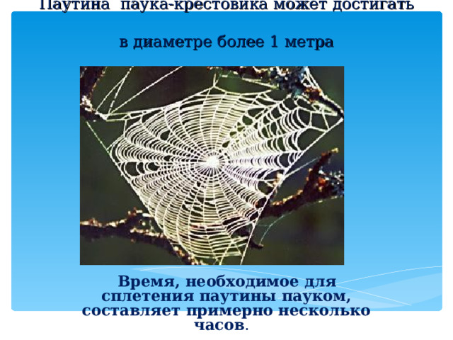 Паутина паука-крестовика может достигать  в диаметре более 1 метра  Время, необходимое для сплетения паутины пауком, составляет примерно несколько часов .   