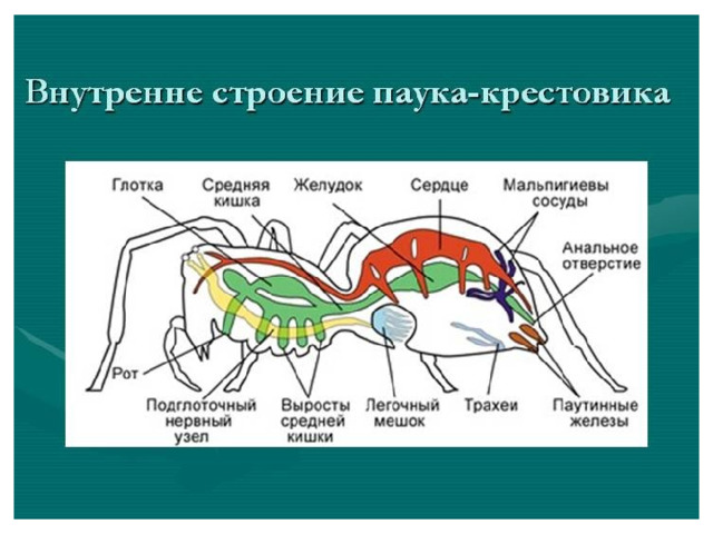 Внешнее строение крестовика