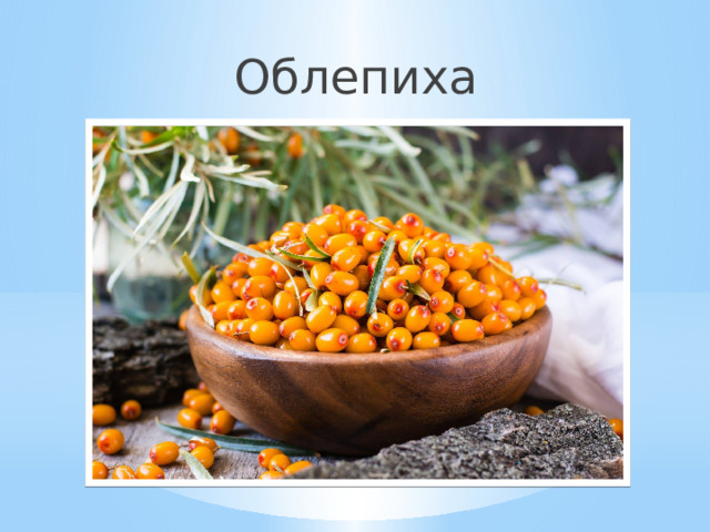 Облепиха 