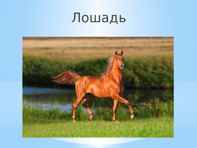 Лошадь 