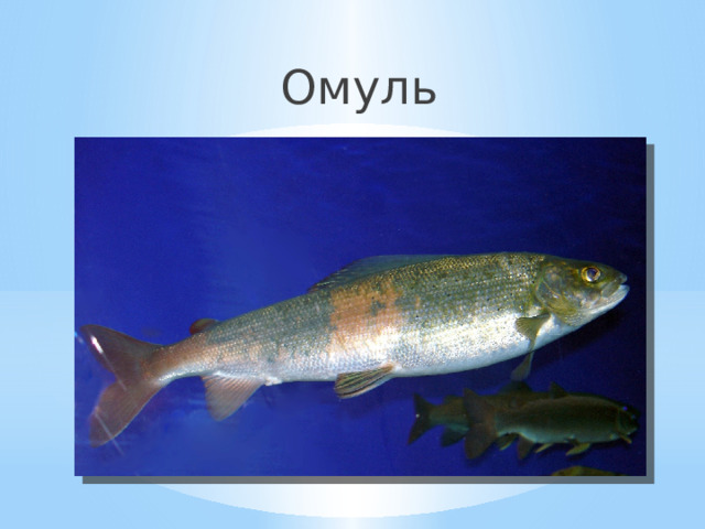 Омуль 