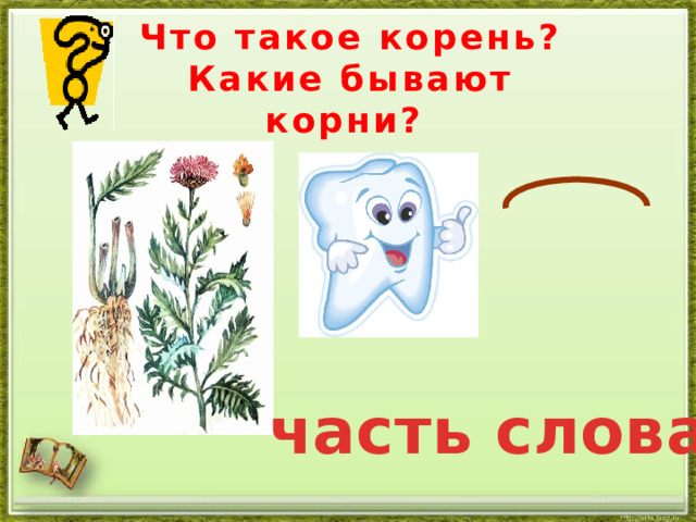 Что такое корень? Какие бывают корни? часть слова 