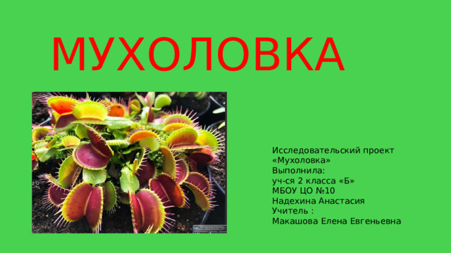 МУХОЛОВКА Исследовательский проект «Мухоловка» Выполнила: уч-ся 2 класса «Б» МБОУ ЦО №10 Надехина Анастасия Учитель : Макашова Елена Евгеньевна 