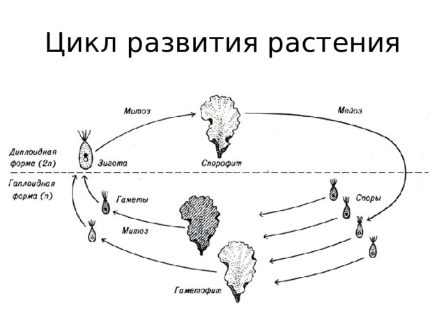 Цикл развития растения 