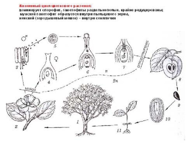 Циклы развития растений схемы