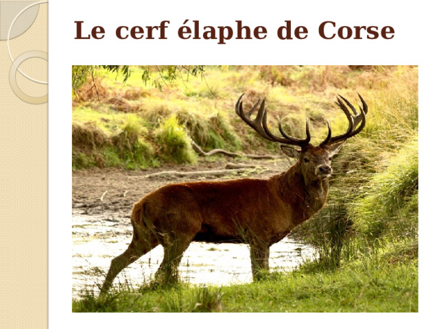 Le cerf élaphe de Corse 