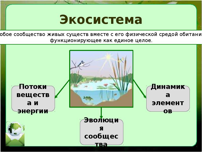 Что такое экологическое сообщество. Экологическое сообщество это в биологии. Экосистема. Экологическая экосистема. Сообщество экосистема биогеоценоз.