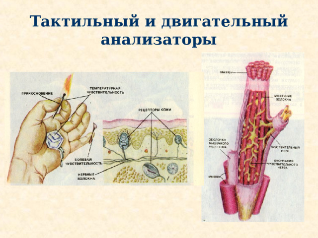 Кожная чувствительность