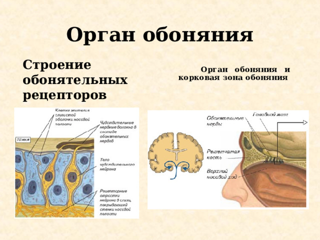 Органы обоняния кратко. Строение органа обоняния. Орган обоняния 8 класс биология. Кожное чувство строение. Строение органа обоняния и вкуса.