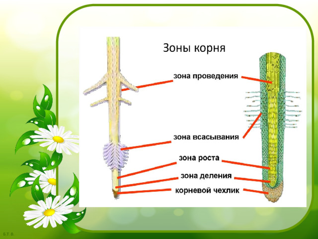 Минеральное питание растений. Урок 6 класс минеральное питание растений. Полярность в водных растениях. Последовательность процессов минерального питания..