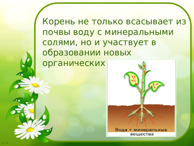 Корень не только всасывает из почвы воду с минеральными солями, но и участвует в образовании новых органических веществ. 