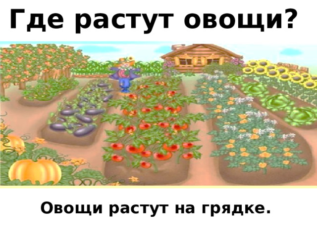 Овощи растут. Как растут овощи?. Как растут овощи картинки для детей. Место где растут овощи варианты ответа.