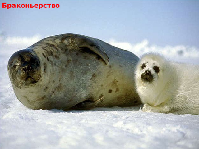 Браконьерство 