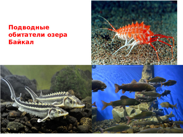    Подводные обитатели озера Байкал 