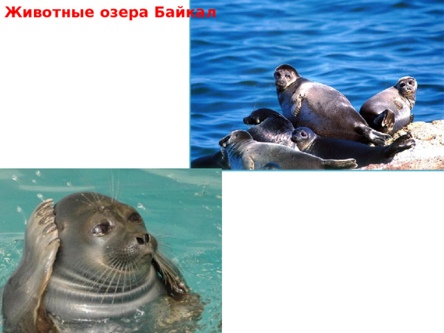 Животные озера Байкал 