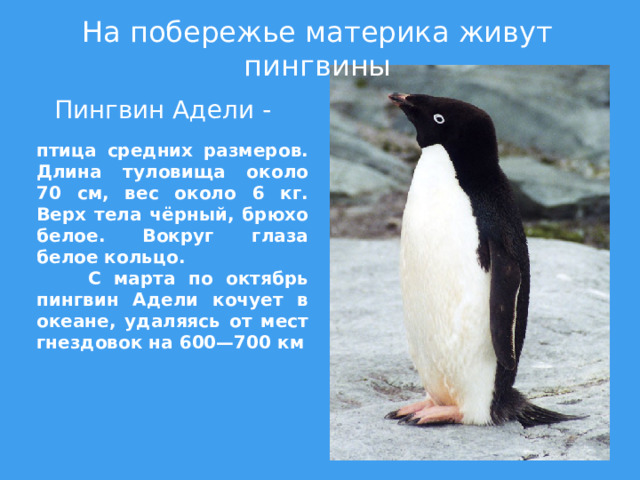 Где живут пингвины материк. Пингвин Адели. Где живёт Пингвин?. Пингвин живет на материке. На каком материке живут пингвины.