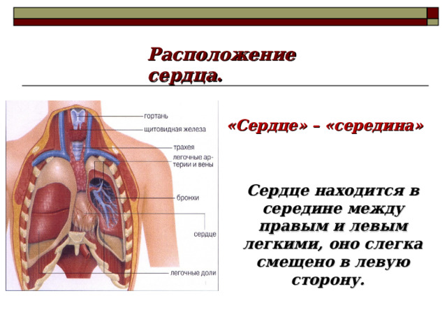 Расположение сердца. «Сердце» – «середина» Сердце находится в середине между правым и левым легкими, оно слегка смещено в левую сторону. 