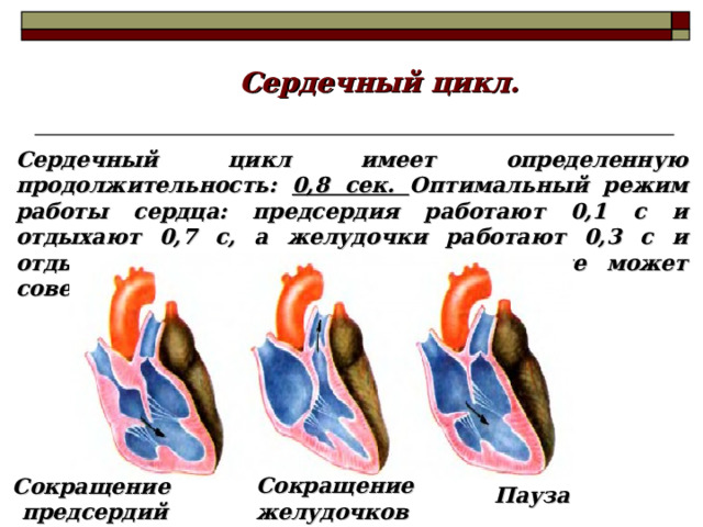 Сердечный цикл. Сердечный цикл имеет определенную продолжительность: 0,8 сек. Оптимальный режим работы сердца: предсердия работают 0,1 с и отдыхают 0,7 с, а желудочки работают 0,3 с и отдыхают 0,5 с. Именно поэтому сердце может совершать огромную работу. Сокращение желудочков Сокращение предсердий Пауза 