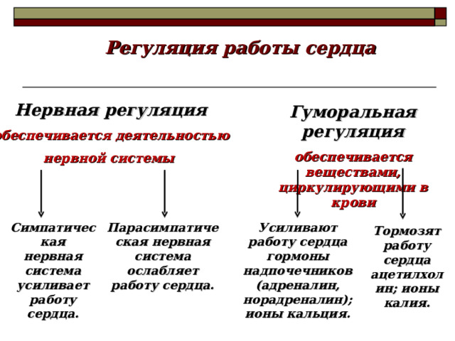 Регуляция работы сердца Нервная регуляция обеспечивается деятельностью нервной системы Гуморальная регуляция обеспечивается веществами, циркулирующими в крови Симпатическая нервная система усиливает работу сердца. Парасимпатическая нервная система ослабляет работу сердца. Усиливают работу сердца гормоны надпочечников (адреналин, норадреналин); ионы кальция. Тормозят работу сердца ацетилхолин; ионы калия. 