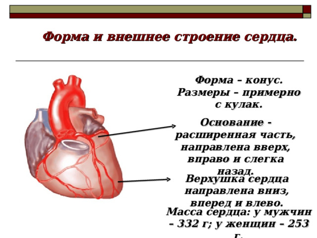 Почему изображение сердца имеет такую форму