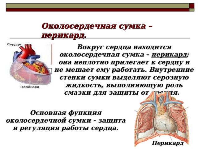 Перикард что это простыми словами