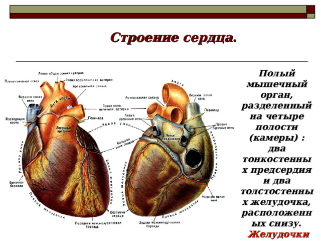 Строение сердца. Полый мышечный орган, разделенный на четыре полости (камеры) : два тонкостенных предсердия и два толстостенных желудочка, расположенных снизу.  Желудочки по сравнению с предсердиями выполняют большую работу. 