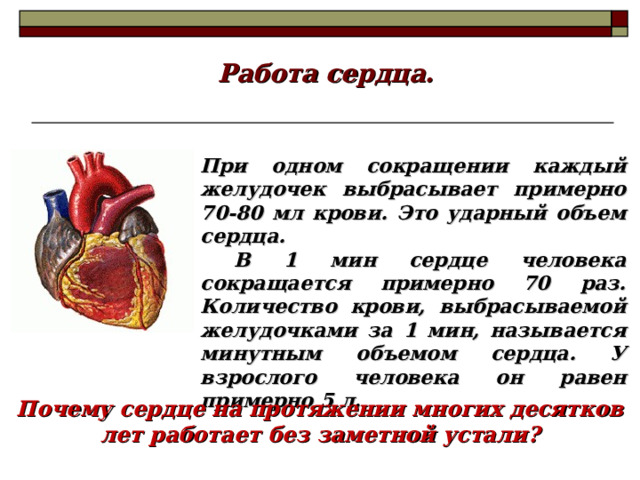 Работа сердца. При одном сокращении каждый желудочек выбрасывает примерно 70-80 мл крови. Это ударный объем сердца.  В 1 мин сердце человека сокращается примерно 70 раз. Количество крови, выбрасываемой желудочками за 1 мин, называется минутным объемом сердца. У взрослого человека он равен примерно 5 л. Почему сердце на протяжении многих десятков лет работает без заметной устали? 