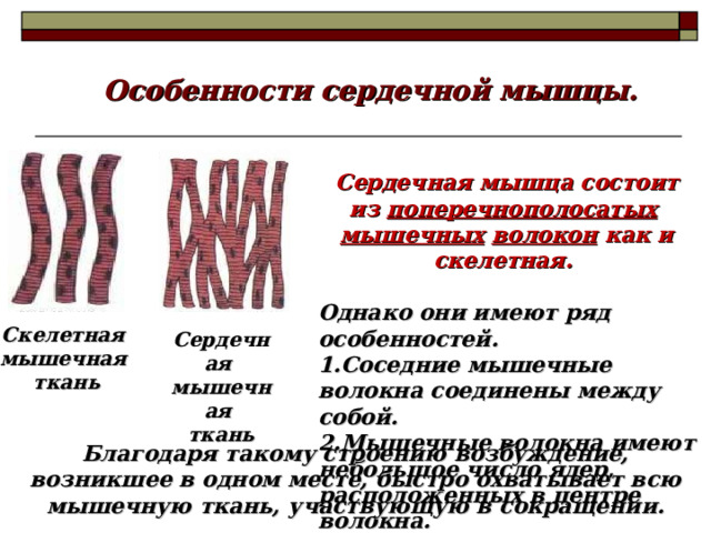Особенности сердечной мышцы. Сердечная мышца состоит из поперечнополосатых  мышечных  волокон как и скелетная.  Однако они имеют ряд особенностей. Соседние мышечные волокна соединены между собой. Мышечные волокна имеют небольшое число ядер, расположенных в центре волокна. Скелетная мышечная ткань Сердечная мышечная ткань Благодаря такому строению возбуждение, возникшее в одном месте, быстро охватывает всю мышечную ткань, участвующую в сокращении. 