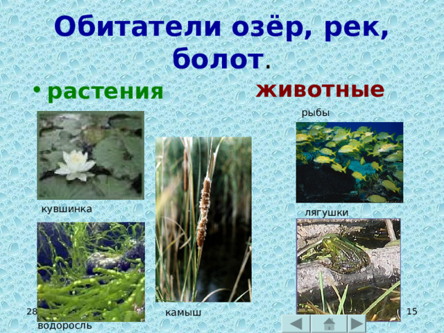 Обитатели озёр, рек, болот . животные растения     рыбы кувшинка лягушки 28.12.22  камыш водоросль 