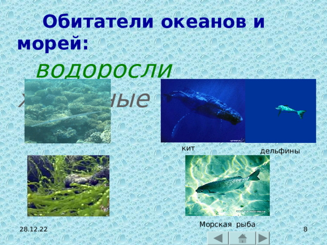  Обитатели океанов и морей:  водоросли  животные кит дельфины Морская рыба 28.12.22  